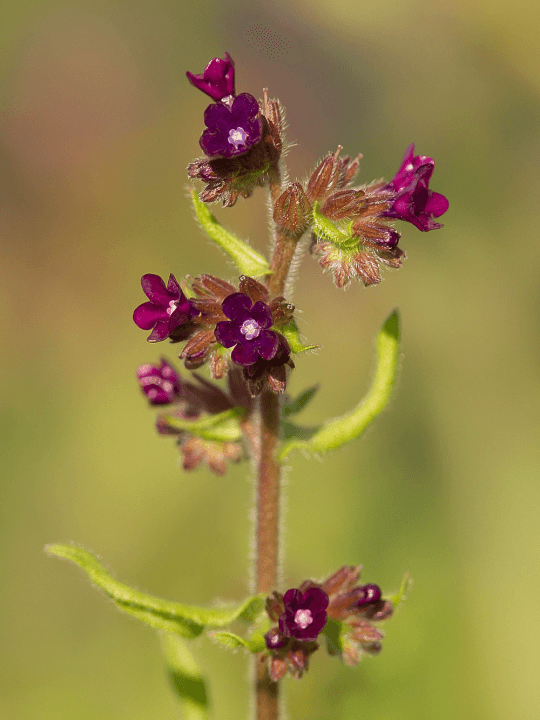 Anchusa officinalis